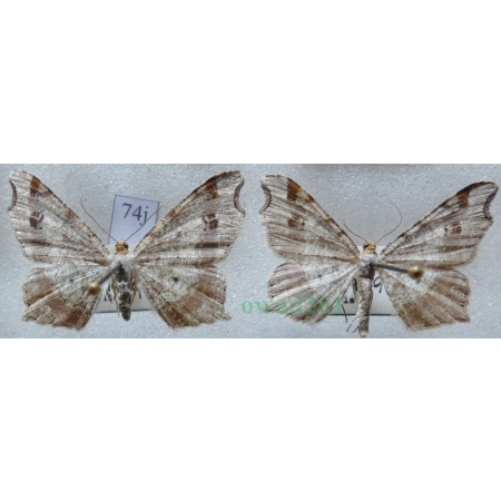Macaria alternata (Denis & Schiffermüller, 1775) pair Witalnik zmiennik Czech74j